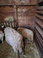 Ardense voskoppen, Dieren en Toebehoren, Schapen, Geiten en Varkens