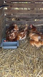 Poule de reforme, Plusieurs animaux, Poule ou poulet