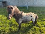 Pony, Dieren en Toebehoren, Pony's, 0 tot 2 jaar, A pony (tot 1.17m), Onbeleerd, Meerdere dieren