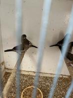 Japanse meeuwtjes, Dieren en Toebehoren, Vogels | Overige Vogels