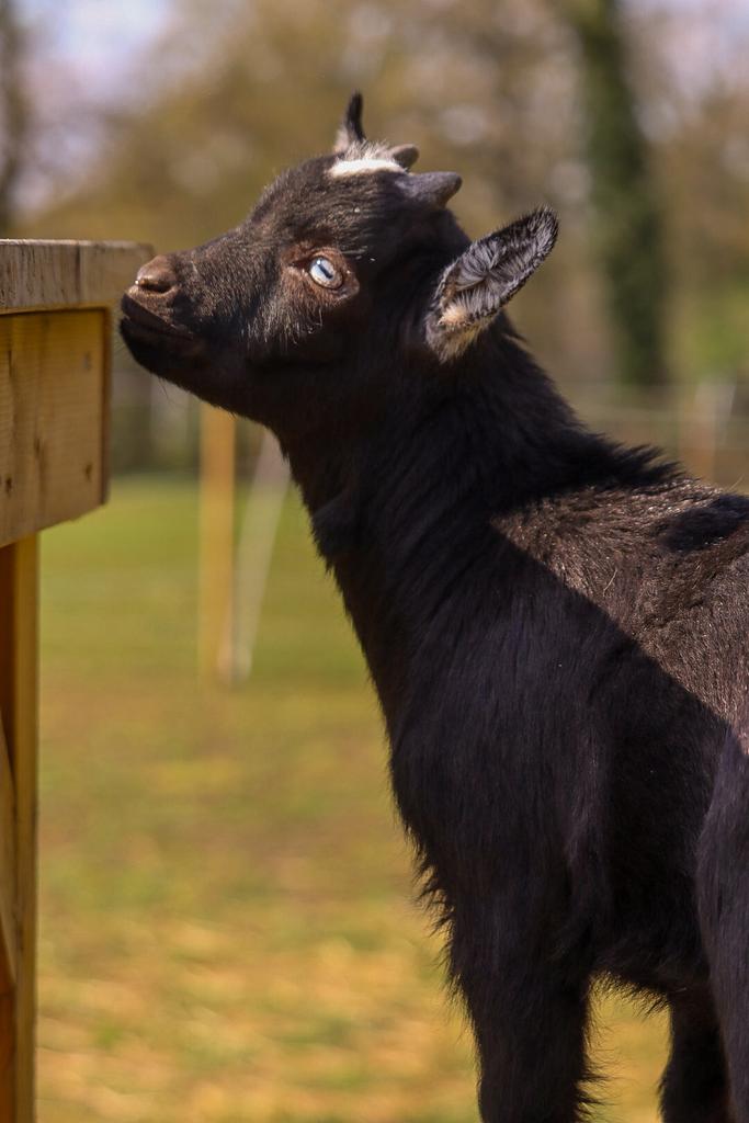 Dwerggeiten, Dieren en Toebehoren, Schapen, Geiten en Varkens