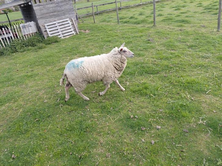 Schapen te koop, swifter en melkschaap, Dieren en Toebehoren, Schapen, Geiten en Varkens