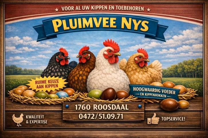 Poules pondeuses prêtes à pondre - 0472-51.09.71 - A 21h, Animaux & Accessoires, Volatiles, Poule ou poulet