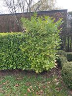 Laurier, cerisier, laurier, Enlèvement, Laurier, Arbuste, 100 à 250 cm