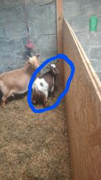 Geit mieke, Dieren en Toebehoren, Geit