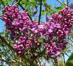 Seringen planten, Volle zon, Vaste plant, Zomer, Ophalen