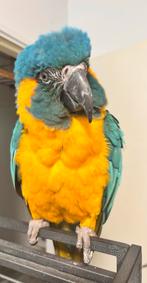 Caninde blauwkeel Ara Pop, Dieren en Toebehoren, Vogels | Parkieten en Papegaaien, Vrouwelijk, Papegaai, Pratend