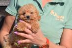 Poedel pups verschillende kleuren, Dieren en Toebehoren, Poedel, België, 8 tot 15 weken, Parvo