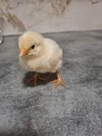 Kuikens Barnevelder Wit, Dieren en Toebehoren, Vrouwelijk, Kip