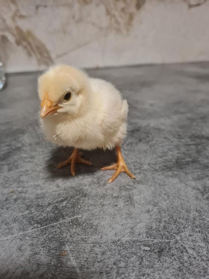 Kuikens Barnevelder Wit, Dieren en Toebehoren, Pluimvee, Kip, Vrouwelijk