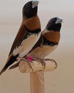 koppels broedrijpe bruinborstrietvinken, Animaux & Accessoires, Oiseaux | Oiseaux Autre, Plusieurs animaux, Oiseau tropical, Domestique
