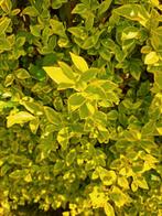 Ligustrum ovalifolium aureum (online = te koop), Enlèvement, Troène, Haie, 100 à 250 cm