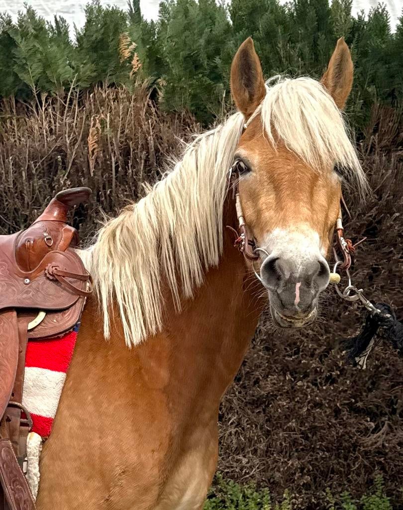 Brave allround haflinger, Merrie, B