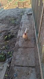 haantjes zoeken goede thuis.