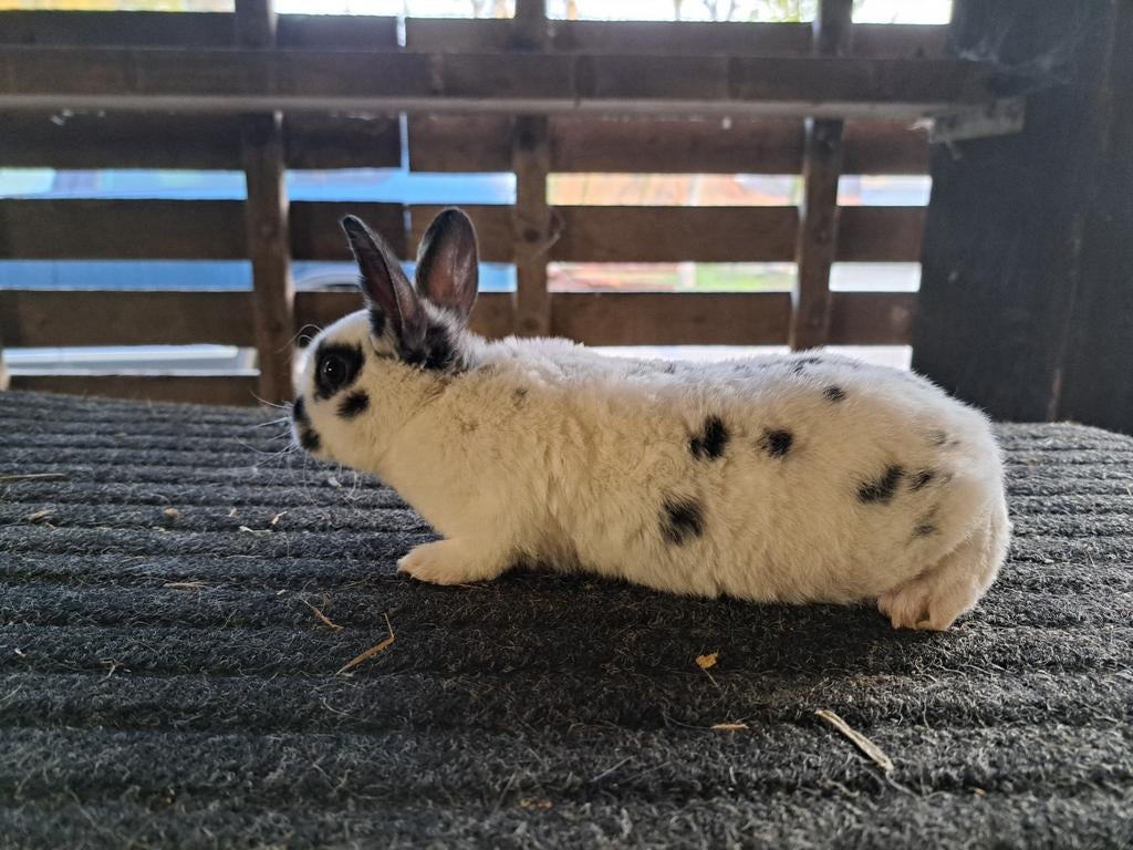 Rex Dwerg Dalmatiner konijntjes, Femelle, Nain, 0 à 2 ans