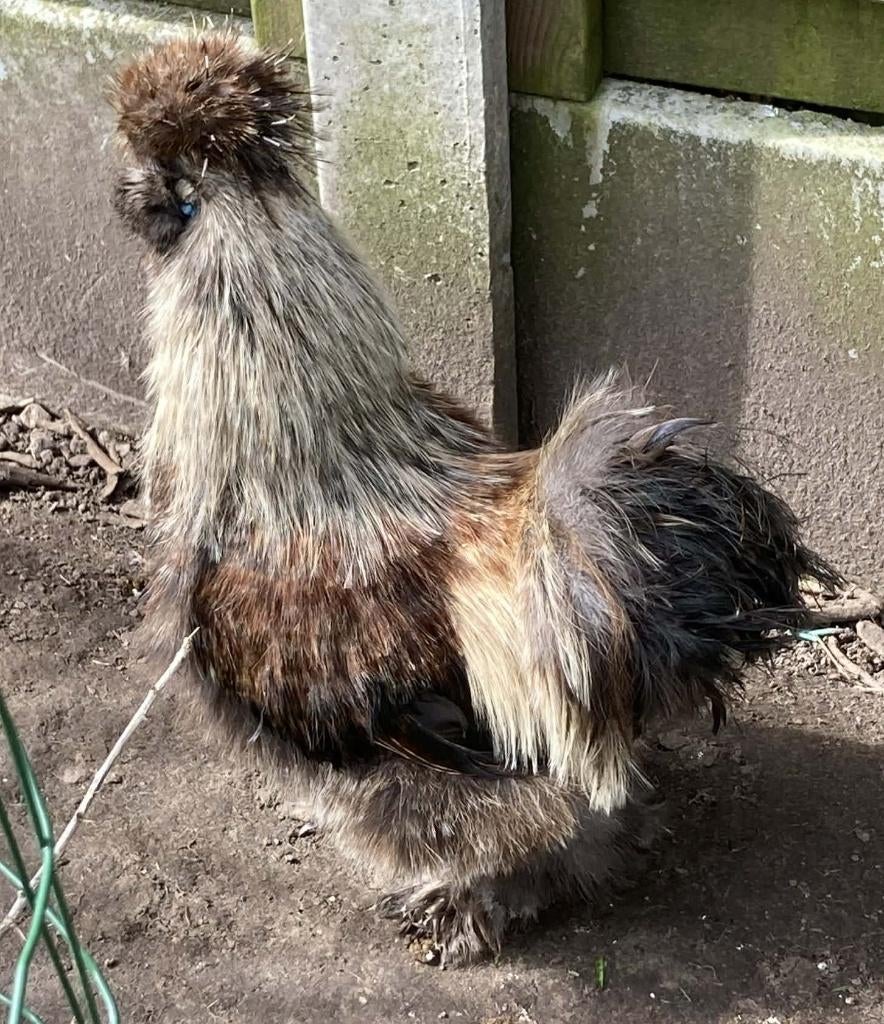 Mooie zijdehoender haan, Dieren en Toebehoren, Pluimvee, Mannelijk, Kip