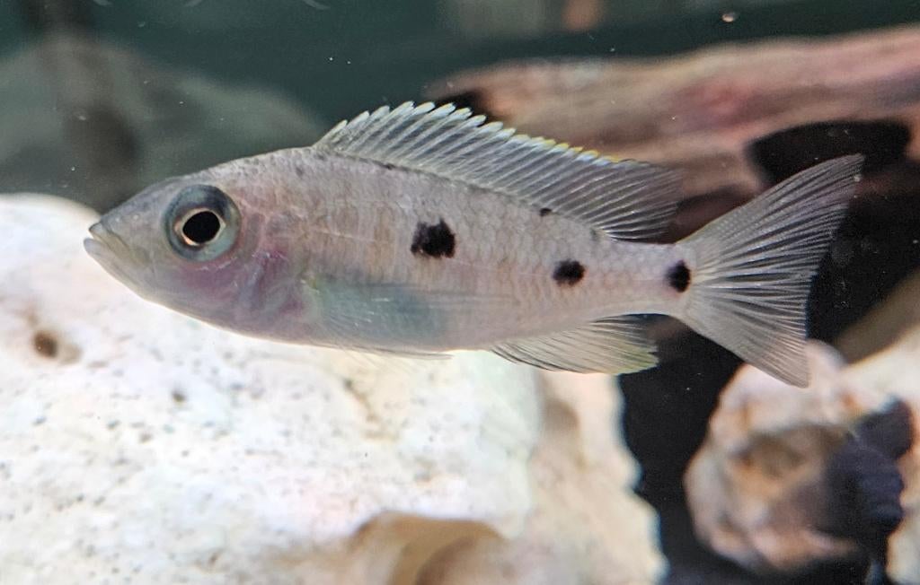 Cichlidés Copadichromis Mloto malawi, Animaux & Accessoires, Poissons | Poissons d'aquarium, Poisson d'eau douce, Poisson