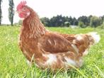 biologische leghennen/kippen, Animaux & Accessoires, Oiseaux | Oiseaux Autre