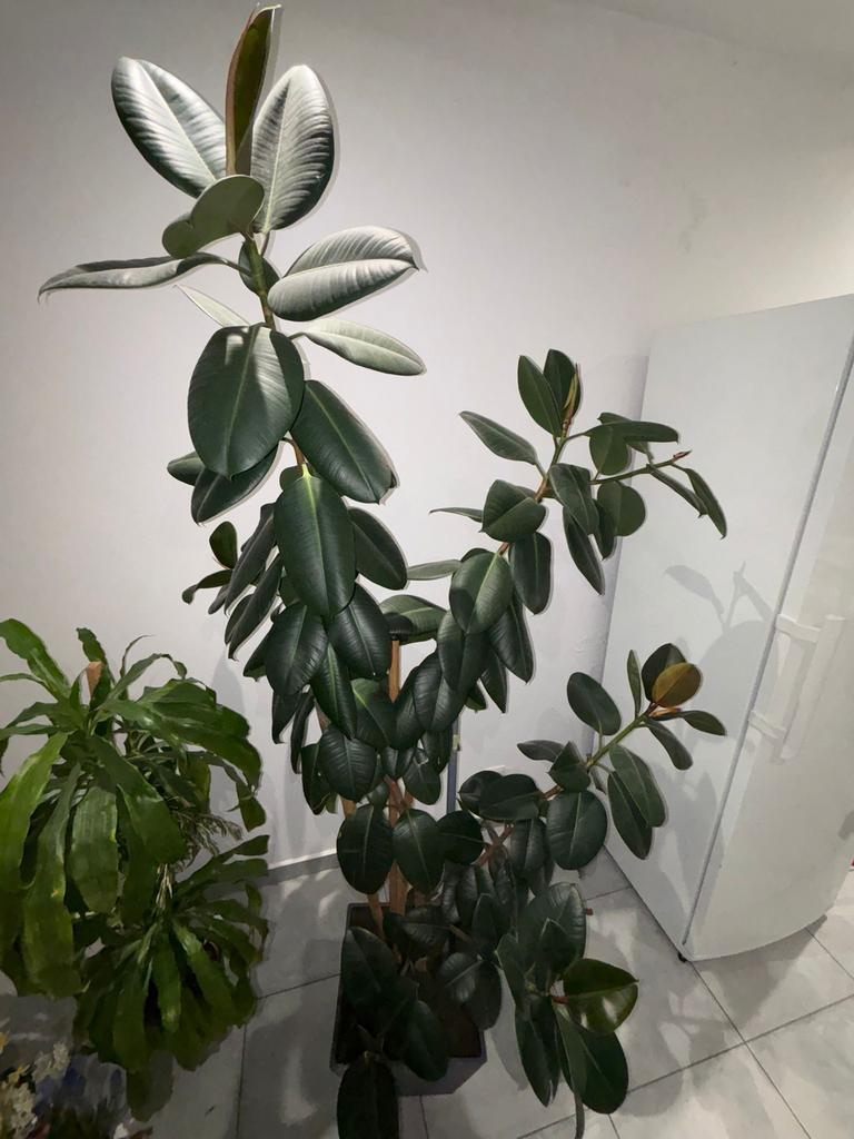 Grote rubberplant (Ficus elastica), Ophalen