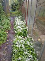 daslook - allium ursinum, Ophalen, Vaste plant, Halfschaduw, Kruiden