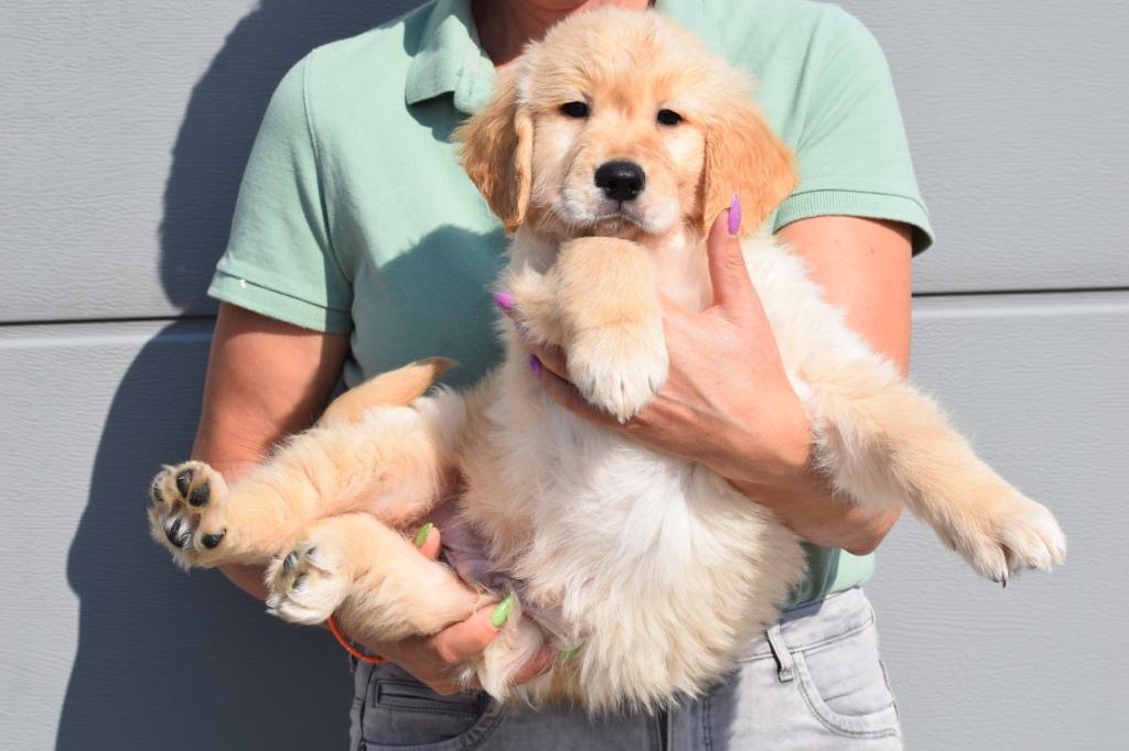 Chiots Golden Retriever, 15 semaines à 1 an, Golden retriever, Hépatite contagieuse (maladie de Rubarth), Éleveur | Professionnel