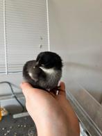 3 groenlegger kuikens in Lokeren, Geslacht onbekend, Kip