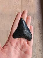 Prachtige megalodontand, Enlèvement ou Envoi