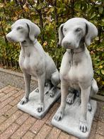 Engelse Jachthond , Pointer , Weimaraner., Ophalen