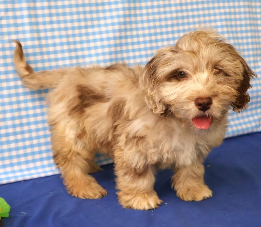 Des chiots Maltipoo super mignons !, Animaux & Accessoires, 15 semaines à 1 an, Étranger, Chien (mâle), Hépatite contagieuse (maladie de Rubarth)