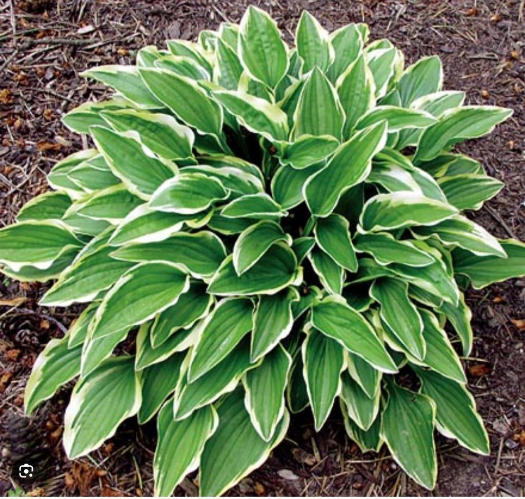 Hosta francee, hartlelie, pot 3 liter, Tuin en Terras, Ophalen, Volle zon