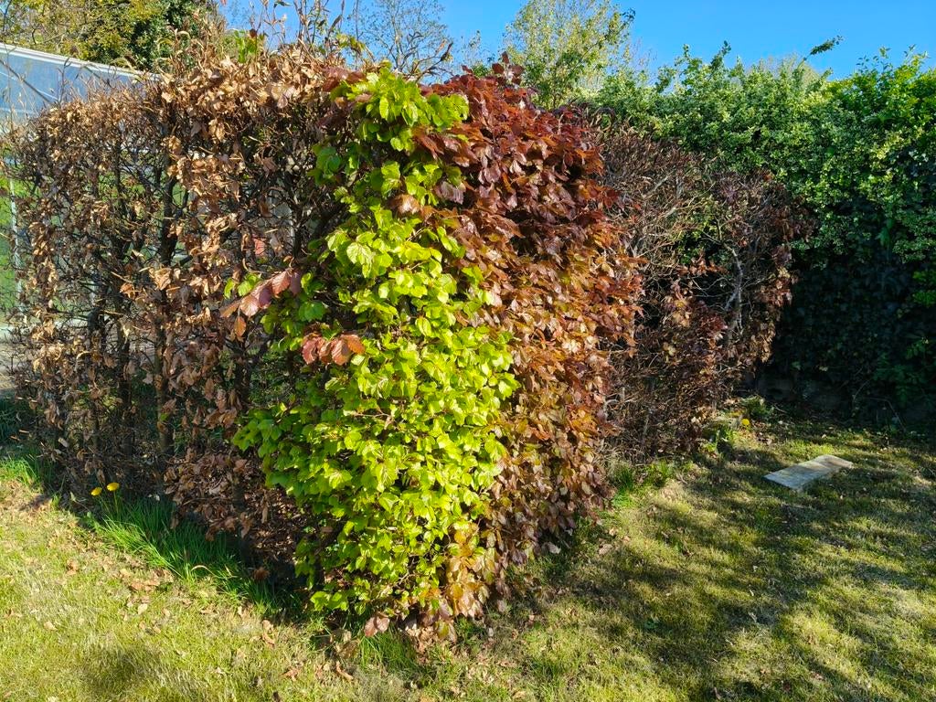 Haagbeuk, Jardin & Terrasse, Plantes | Arbustes & Haies, Enlèvement, Charme