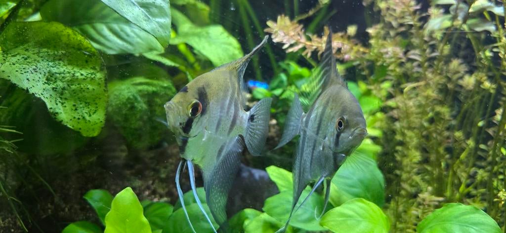 Maanvissen Koppel  35 €