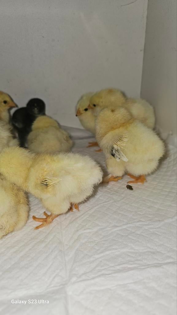 dagkuikens kleurleggers, Plusieurs animaux, Poule ou poulet