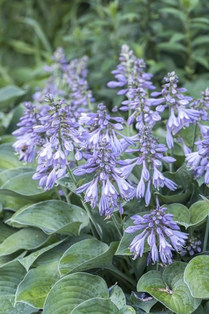 hosta  bleu  cadet in 2 literpot   een 23 tal, Tuin en Terras, Ophalen