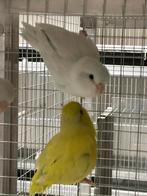 Forpus coelestis yellam groen en blauw, Dieren en Toebehoren, Vogels | Parkieten en Papegaaien, Meerdere dieren, Dwergpapegaai of Agapornis