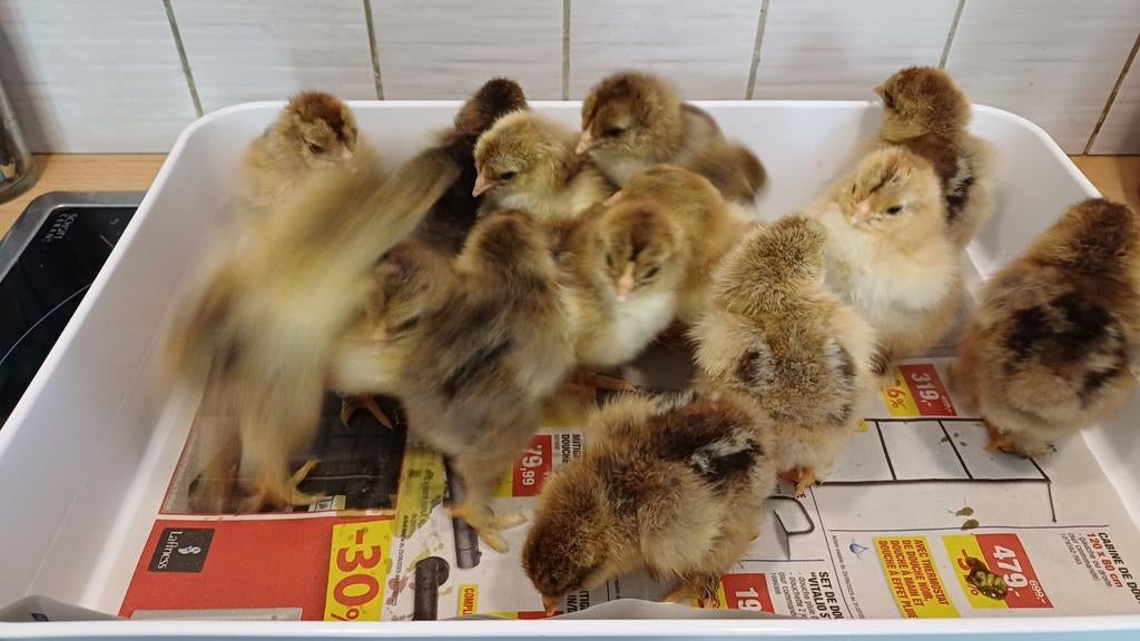 Lot 15 poussins grand brahma PMD ( 7340)