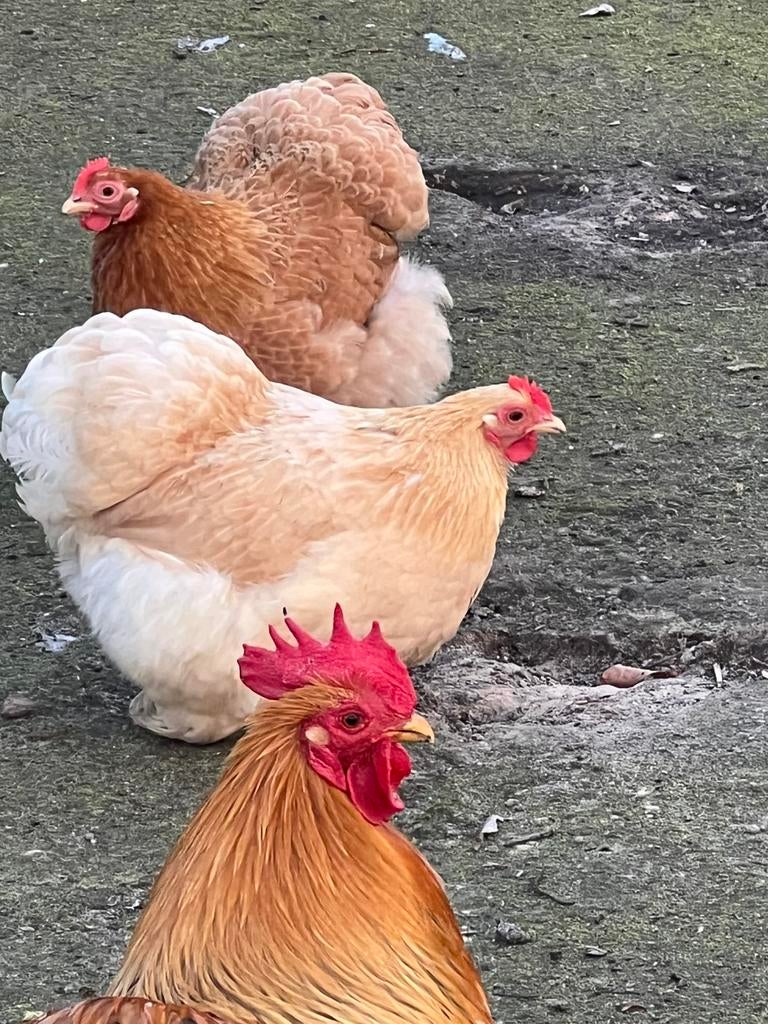 Broedt eitjes van Cochin krieltjes, Dieren en Toebehoren, Pluimvee