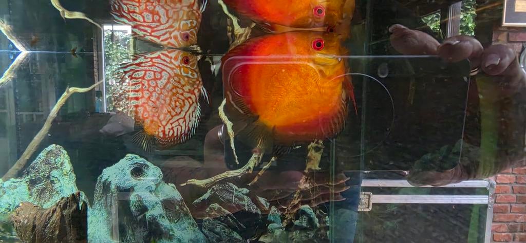 Discussen, Dieren en Toebehoren, Vissen | Aquariumvissen, Vis, Zoetwatervis