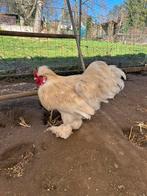 Coq a donner, Animaux & Accessoires, Enlèvement