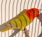 Fischerie opaline dilute groen / bl POP 2024 met DNA, Dieren en Toebehoren, Vrouwelijk, Dwergpapegaai of Agapornis, Geringd