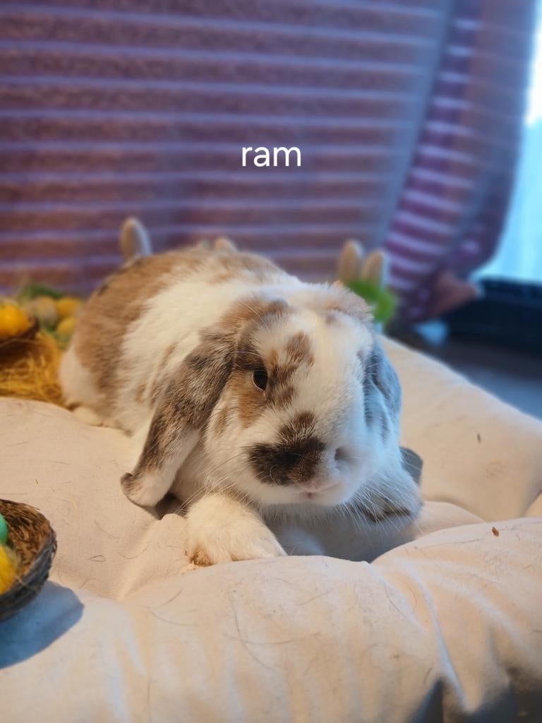 Konijnen, Dieren en Toebehoren, Konijnen, Meerdere dieren, Middelgroot, Hangoor, 0 tot 2 jaar