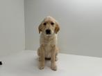 Chiots adolescents Golden Retriever, 15 semaines à 1 an, Golden retriever, Hépatite contagieuse (maladie de Rubarth), Chienne