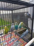 Perruches ondulées à vendre, Plusieurs animaux, Perruche