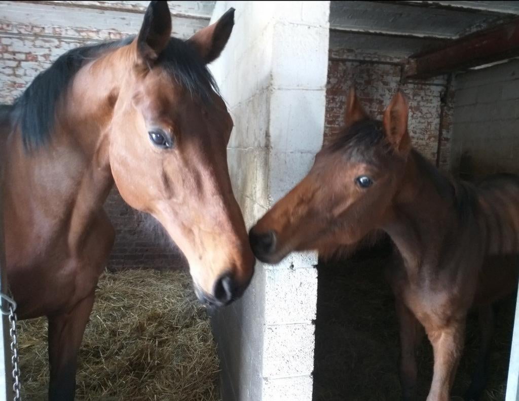 Jument reproductrice Lord Leatherdale x Kennedy, Animaux & Accessoires, Chevaux, Cheval de dressage, 11 ans ou plus, Avec pedigree