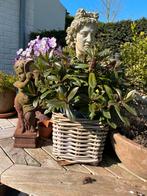 Rieten bloebak met plantjes, Ophalen