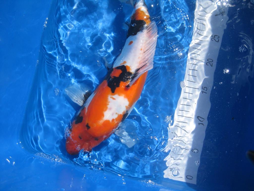 japnse koi, Dieren en Toebehoren, Karper of Koi