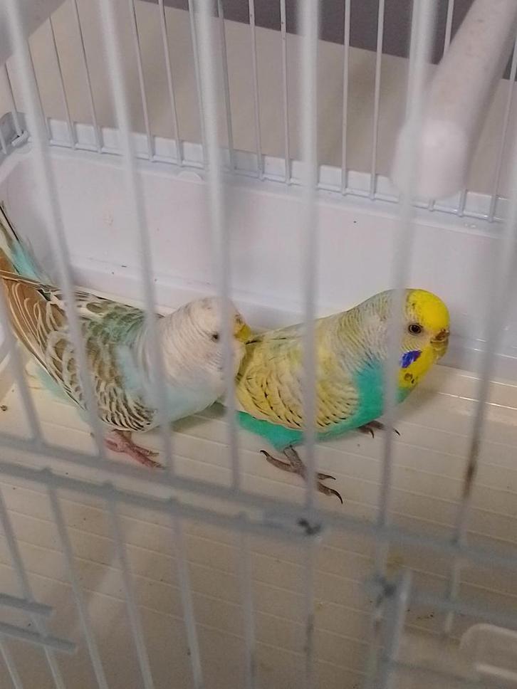 DIFFÉRENTES COULEURS DE JEUNES PERRUCHES PRÊTES À GRANDIR, Animaux & Accessoires, Oiseaux | Perruches & Perroquets, Perruche, Plusieurs animaux