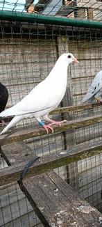 2 reisduiven 2026 samen 25€, Dieren en Toebehoren, Vogels | Duiven