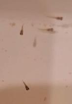 Baby endler guppy’s, Dieren en Toebehoren, Vis, Zoetwatervis
