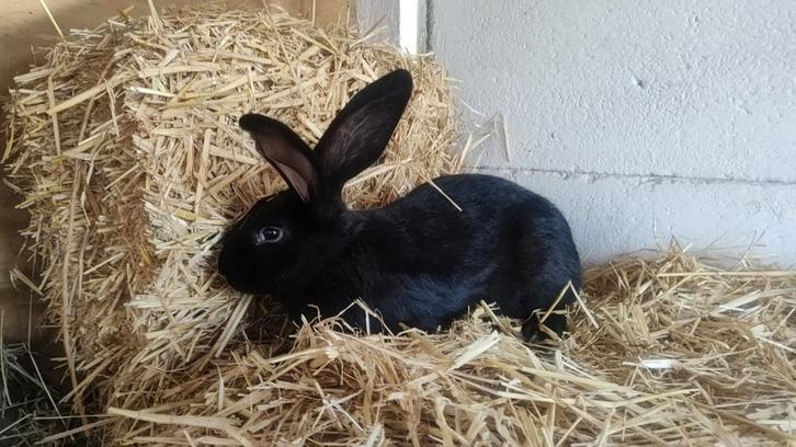 Vlaamse reus, Animaux & Accessoires, Lapins